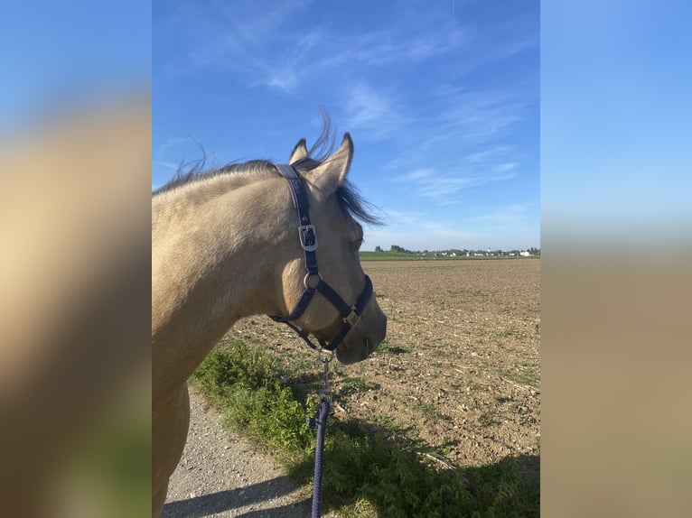 Connemara Hengst 10 Jahre 150 cm Falbe in Anzing