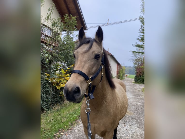 Connemara Hengst 10 Jahre 150 cm Falbe in Anzing