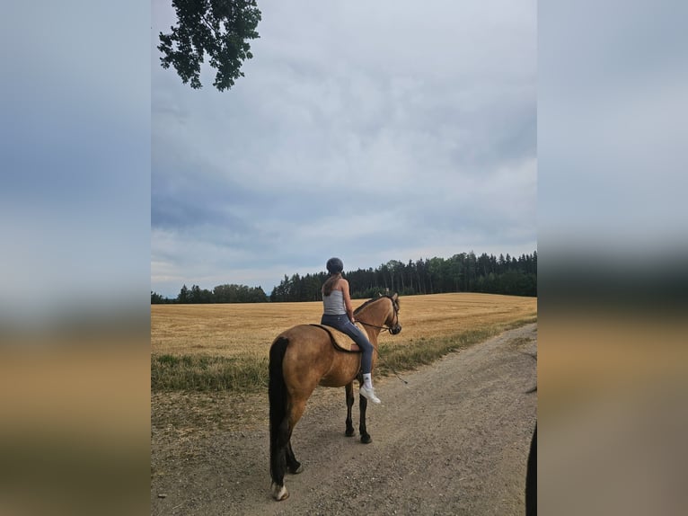 Connemara Hengst 10 Jahre 150 cm Falbe in Anzing