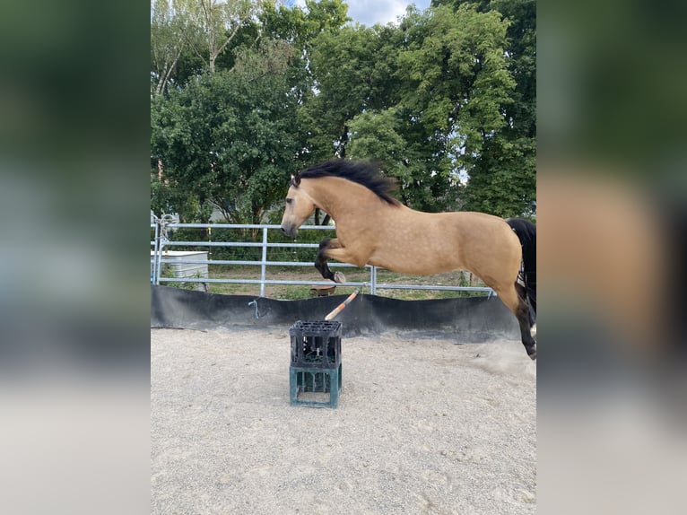 Connemara Hengst 10 Jahre 150 cm Falbe in Anzing
