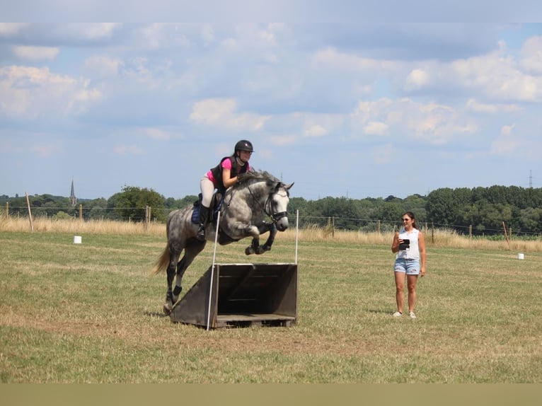 Connemara Hengst 16 Jahre 144 cm Schimmel in Asse