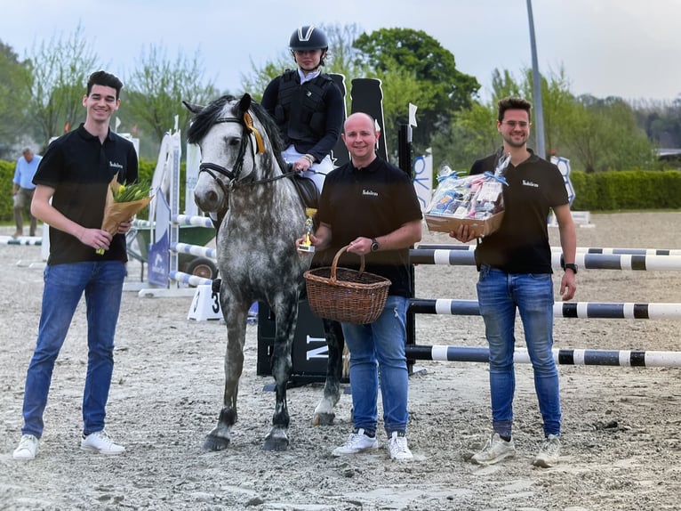 Connemara Hengst 16 Jahre 144 cm Schimmel in Asse