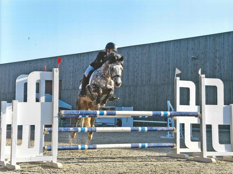 Connemara Hengst 16 Jahre 144 cm Schimmel in Asse