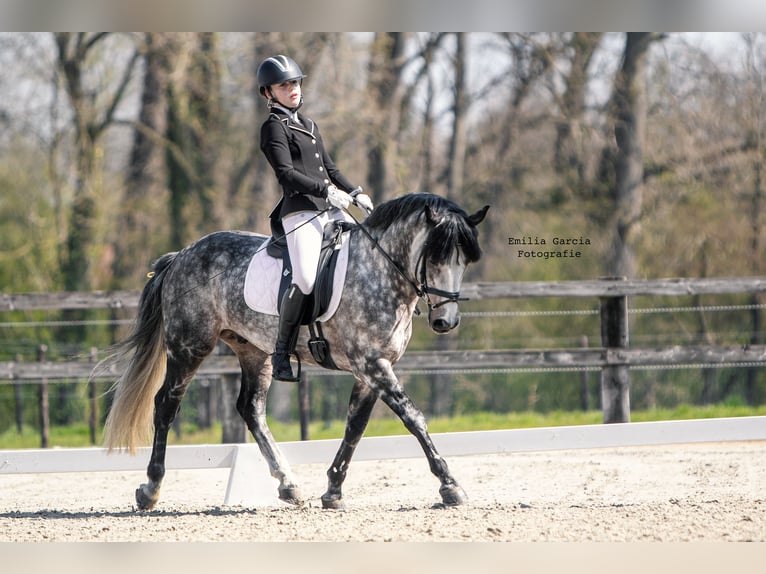 Connemara Hengst 16 Jahre 144 cm Schimmel in Asse