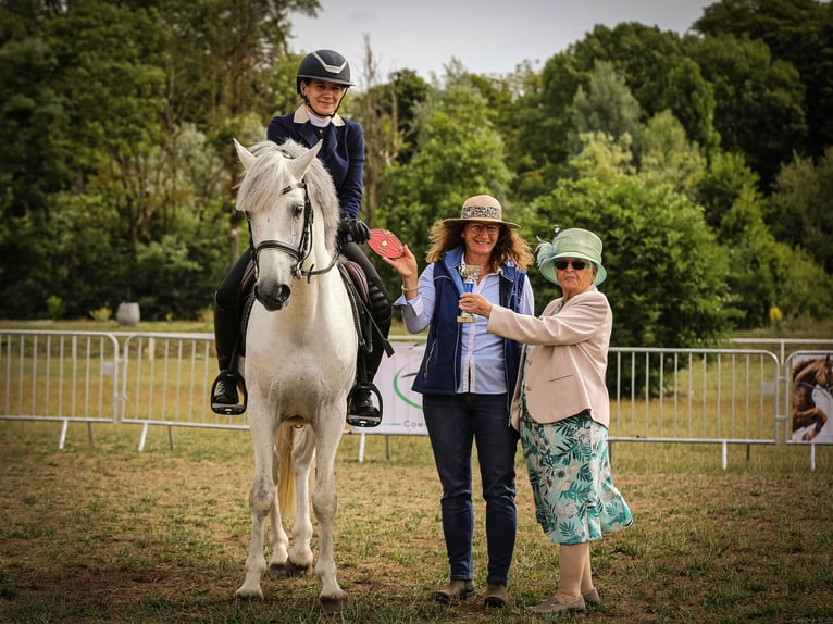 Connemara Hengst 17 Jahre 149 cm Schimmel in Saint-André-en-Bresse