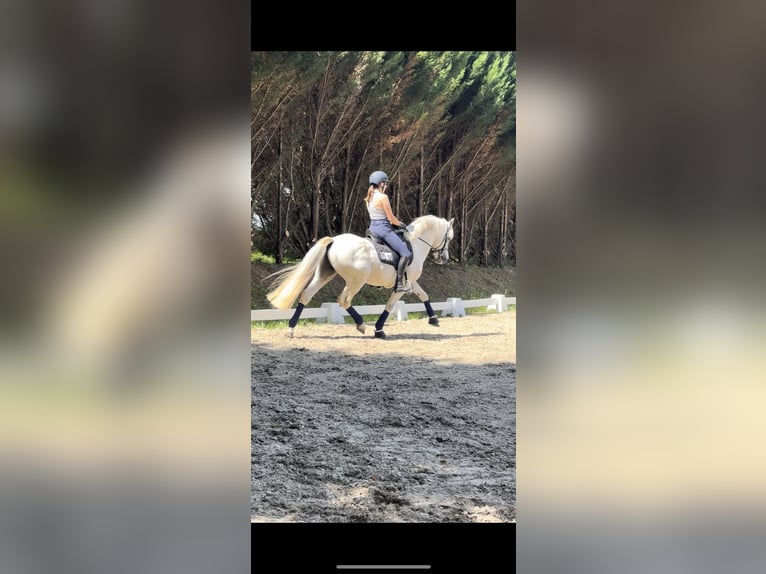 Connemara Hengst 17 Jahre 149 cm Schimmel in Saint-André-en-Bresse