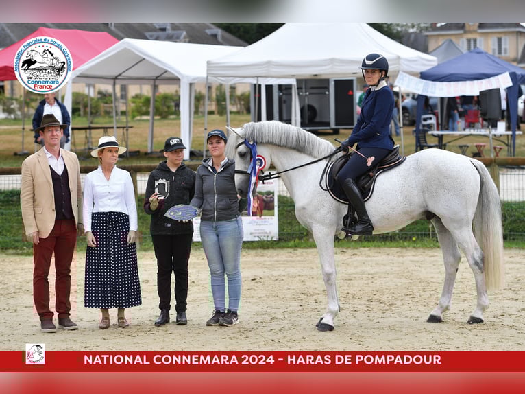 Connemara Hengst 17 Jahre 149 cm Schimmel in Saint-André-en-Bresse