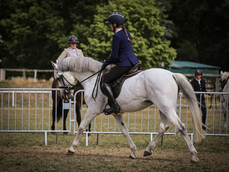 Connemara Hengst 17 Jahre 149 cm Schimmel in Saint-André-en-Bresse