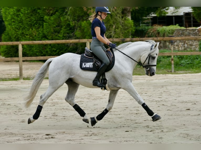 Connemara Hengst 17 Jahre 149 cm Schimmel in Saint-André-en-Bresse