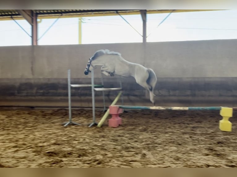 Connemara Hengst 17 Jahre 149 cm Schimmel in Saint-André-en-Bresse