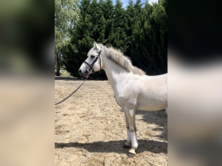 Connemara Hengst 17 Jahre 149 cm Schimmel in Saint-André-en-Bresse