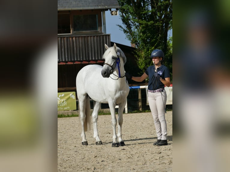 Connemara Hengst 17 Jahre 149 cm Schimmel in Saint-André-en-Bresse