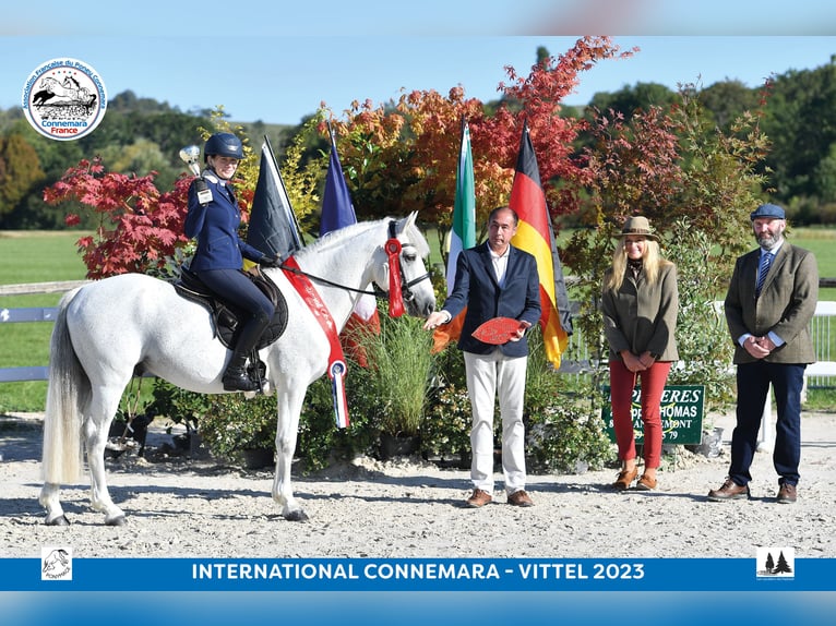 Connemara Hengst 17 Jahre 149 cm Schimmel in Saint-André-en-Bresse