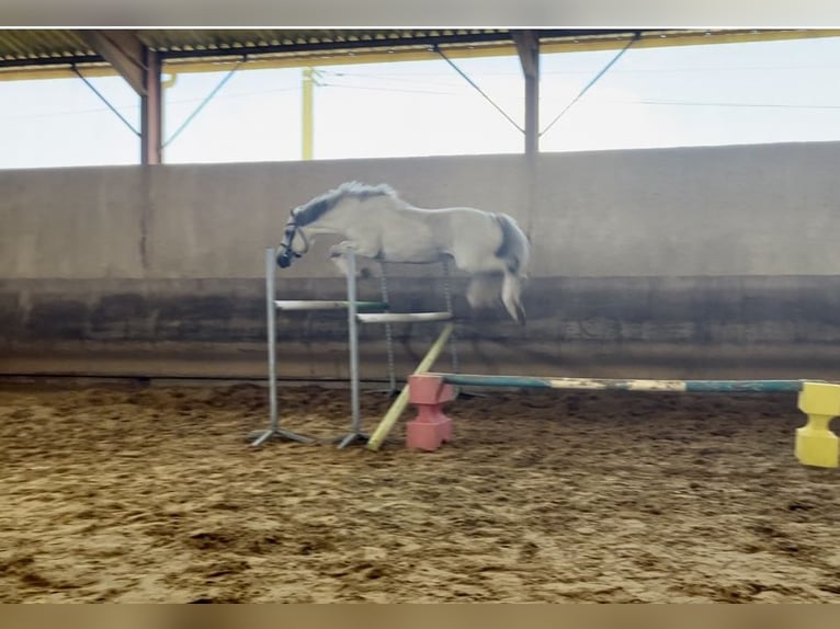 Connemara Hengst 17 Jahre 149 cm Schimmel in Saint-André-en-Bresse