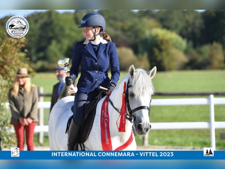 Connemara Hengst 17 Jahre 149 cm Schimmel in Saint-André-en-Bresse