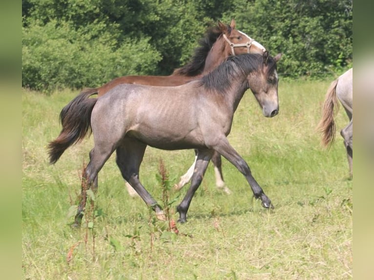 Connemara Hengst 1 Jaar 130 cm Schimmel in Kergrist