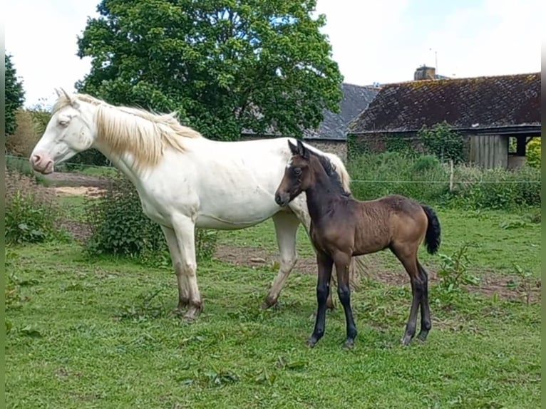 Connemara Hengst 1 Jaar 130 cm Schimmel in Kergrist
