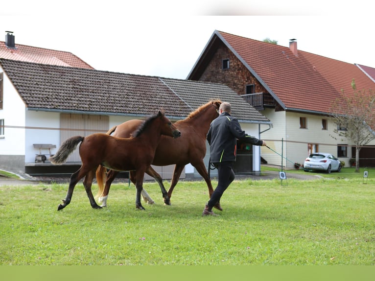 Connemara Hengst 1 Jaar 145 cm Bruin in Dachsberg