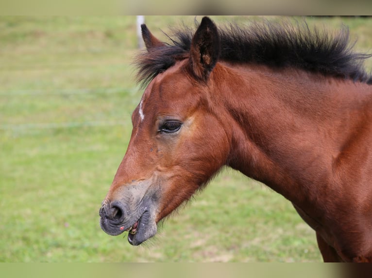 Connemara Hengst 1 Jaar 145 cm Bruin in Dachsberg