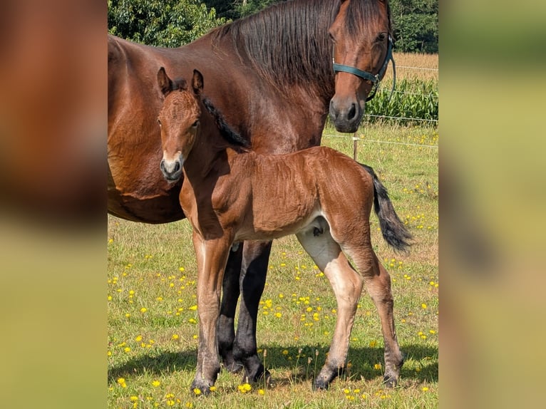 Connemara Hengst 1 Jaar 148 cm Bruin in Emkendorf