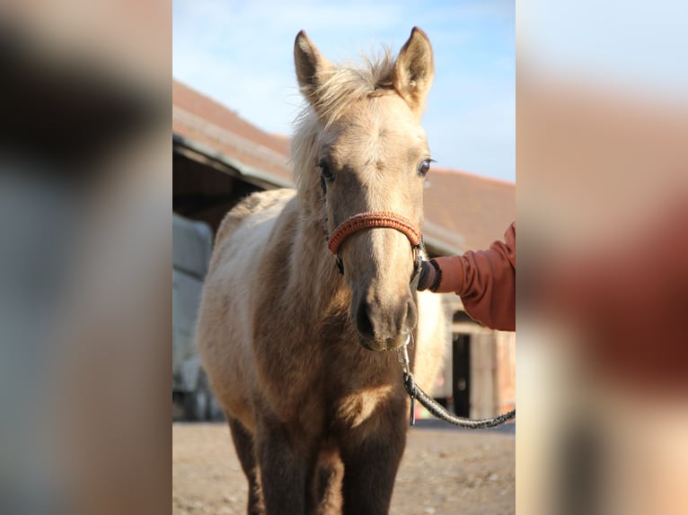 Connemara Mix Hengst 1 Jaar 148 cm Palomino in Mudau