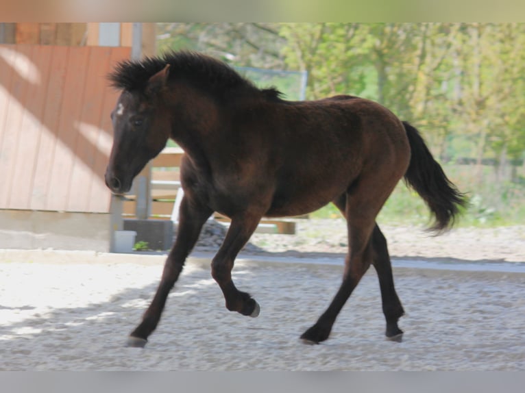 Connemara Hengst 1 Jaar 148 cm Zwart in Boppard