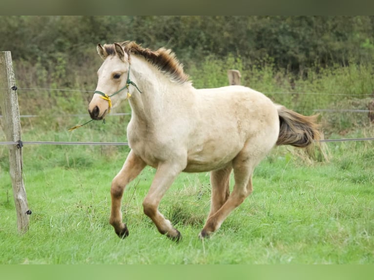 Connemara Mix Hengst 1 Jaar 149 cm Falbe in Fay de Bretagne