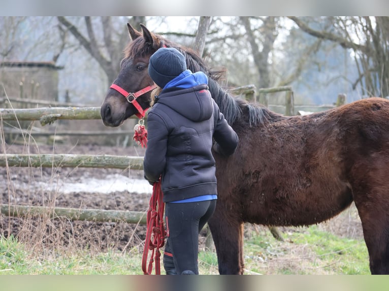 Connemara Mix Hengst 1 Jaar 150 cm Donkerbruin in Buchen (Odenwald)