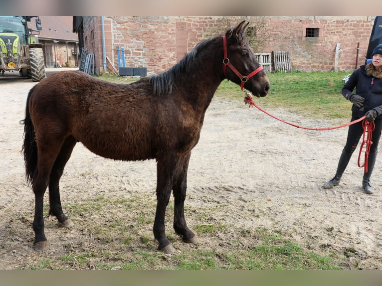 Connemara Mix Hengst 1 Jaar 150 cm Donkerbruin in Buchen (Odenwald)