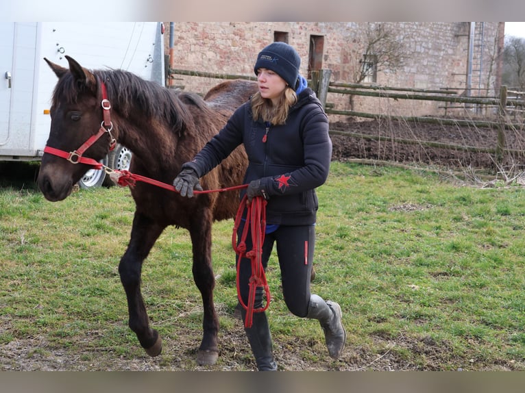 Connemara Mix Hengst 1 Jaar 150 cm Donkerbruin in Buchen (Odenwald)