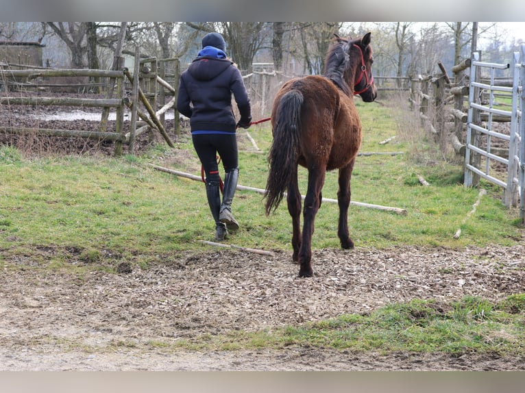 Connemara Mix Hengst 1 Jaar 150 cm Donkerbruin in Buchen (Odenwald)