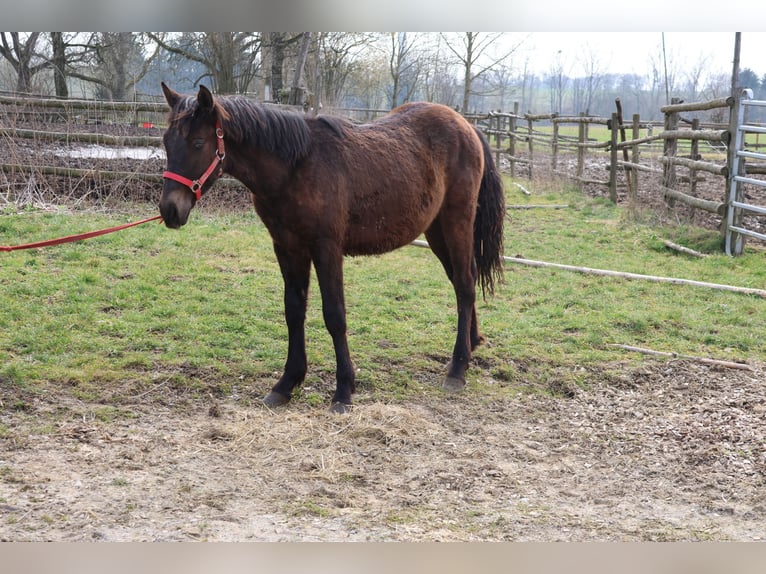 Connemara Mix Hengst 1 Jaar 150 cm Donkerbruin in Buchen (Odenwald)