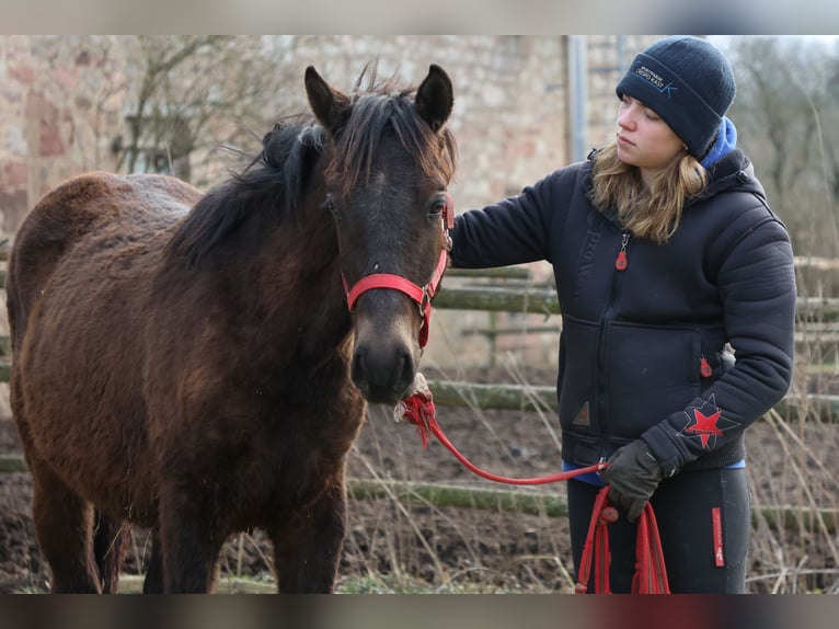 Connemara Mix Hengst 1 Jaar 150 cm Donkerbruin in Buchen (Odenwald)