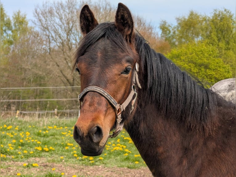 Connemara Hengst 1 Jaar 153 cm Donkerbruin in Emkendorf