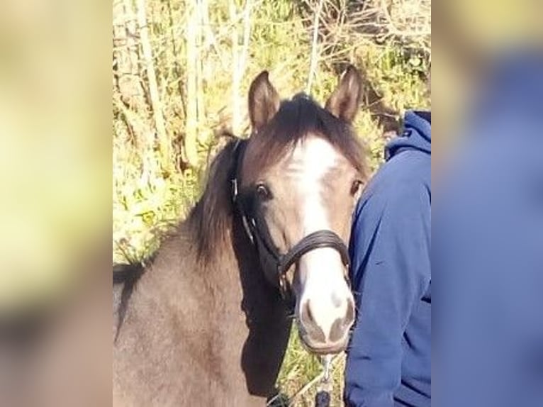 Connemara Hengst 1 Jaar 154 cm Schimmel in Briennon
