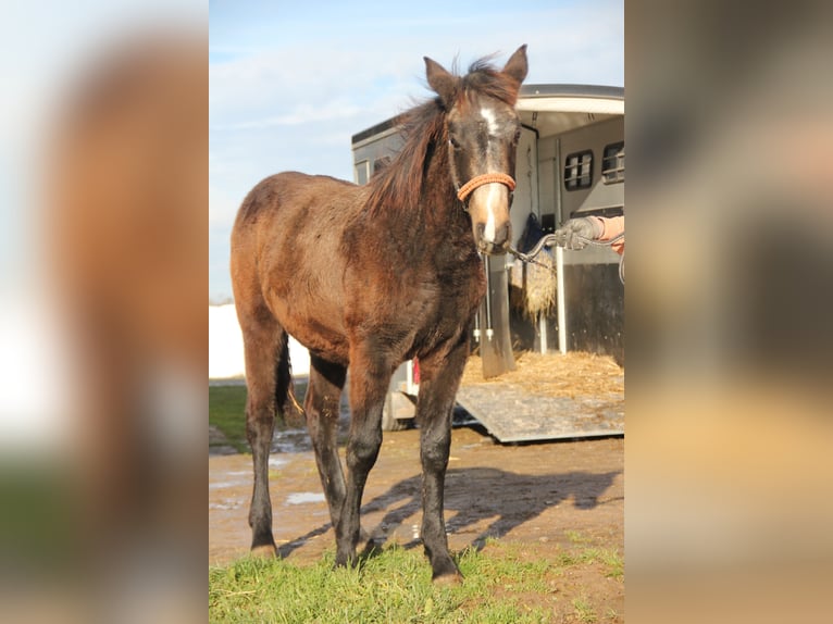 Connemara Mix Hengst 1 Jaar 158 cm Falbe in Mudau