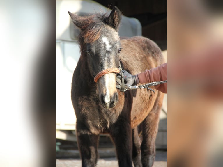 Connemara Mix Hengst 1 Jaar 158 cm Falbe in Mudau