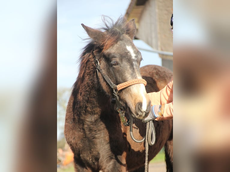 Connemara Mix Hengst 1 Jaar 158 cm Falbe in Mudau