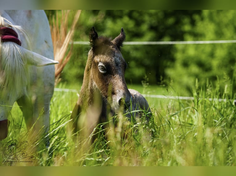 Connemara Hengst 1 Jaar Brown Falb schimmel in Dietersheim