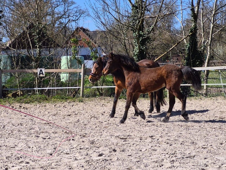 Connemara Hengst 1 Jaar Bruin in Lilienthal