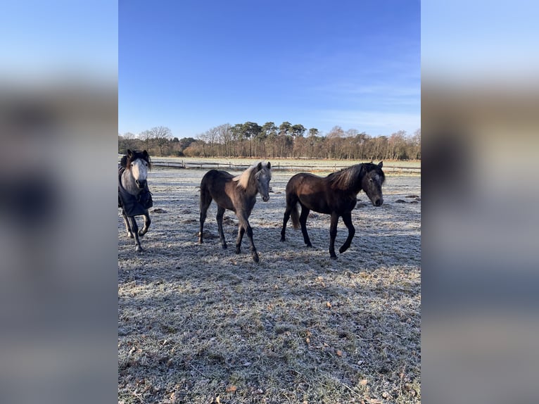 Connemara Hengst 1 Jaar Schimmel in Brecht