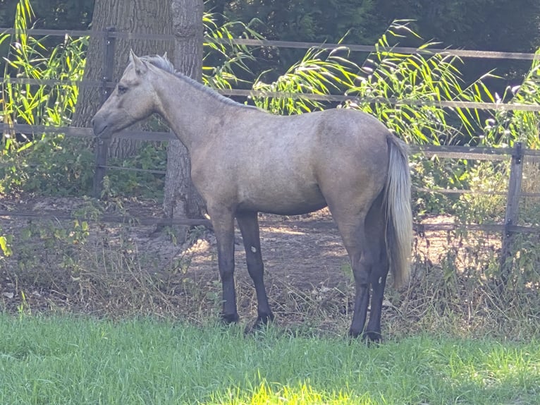 Connemara Hengst 1 Jahr 127 cm Palomino in Langenboom