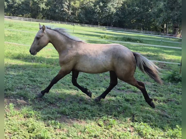 Connemara Hengst 1 Jahr 127 cm Palomino in Langenboom
