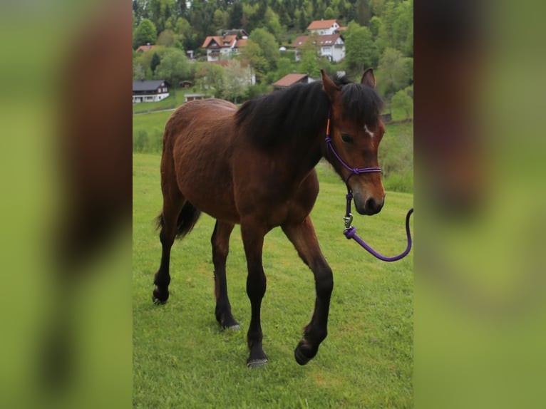 Connemara Hengst 1 Jahr 145 cm Brauner in Dachsberg