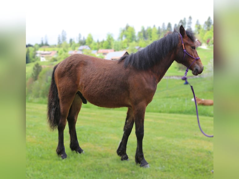 Connemara Hengst 1 Jahr 145 cm Brauner in Dachsberg
