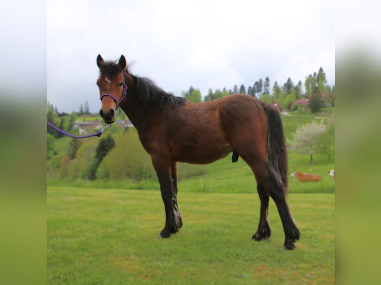 Connemara Hengst 1 Jahr 145 cm Brauner in Dachsberg