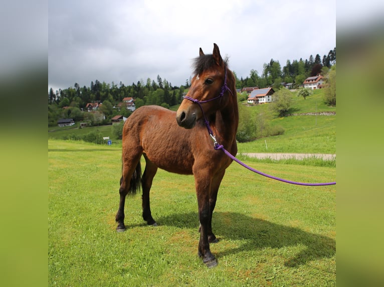 Connemara Hengst 1 Jahr 145 cm Brauner in Dachsberg