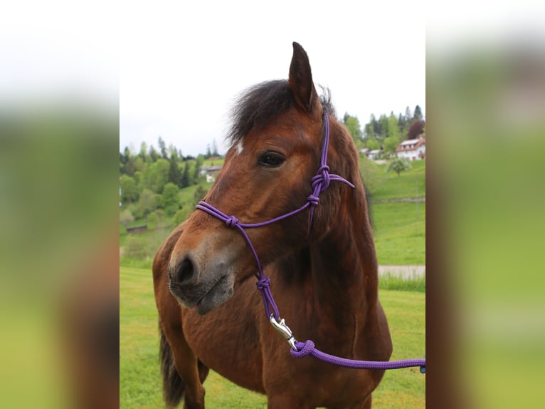 Connemara Hengst 1 Jahr 145 cm Brauner in Dachsberg