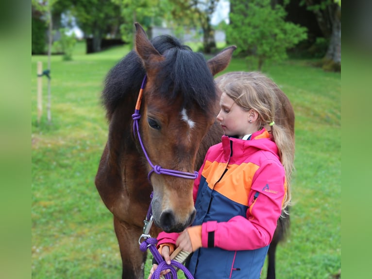 Connemara Hengst 1 Jahr 145 cm Brauner in Dachsberg