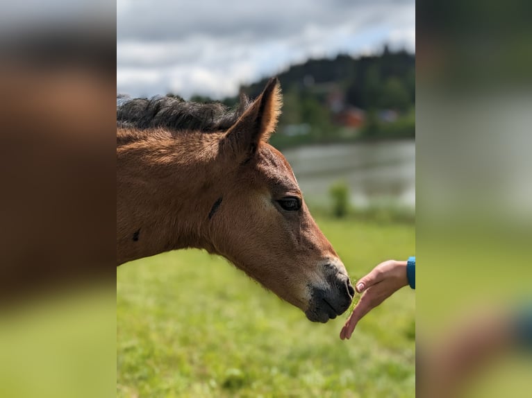 Connemara Hengst 1 Jahr 145 cm Brauner in Zürich